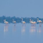 Alexander-Dobrindt-migration