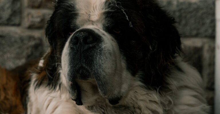 Bernard-Arnault-LVMH