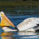 Bill-Clinton-Jeffrey-Epstein