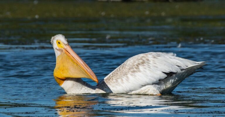Illustration de Affaire Epstein : Bill Clinton, un nouveau nom évoqué Bill-Clinton-Jeffrey-Epstein