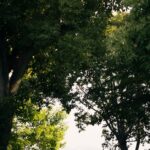 Netanyahu-Trump-meeting