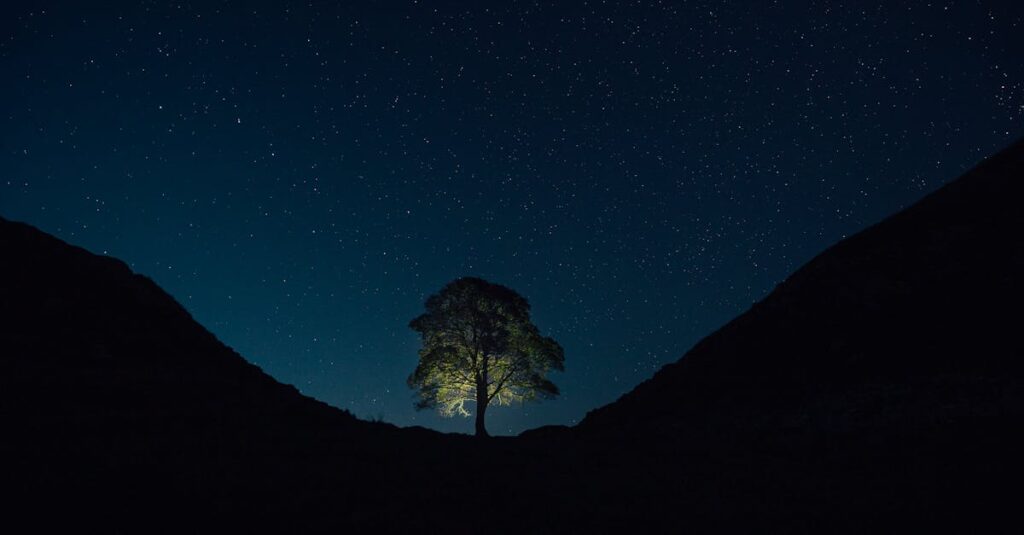 Illustration de Sycamore Gap : 4 ans de prison pour la destruction de l'arbre le plus célèbre d'Angleterre Sycamore-Gap-tree