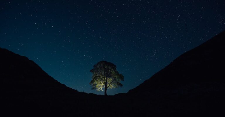 Illustration de Sycamore Gap : 4 ans de prison pour la destruction de l'arbre le plus célèbre d'Angleterre Sycamore-Gap-tree