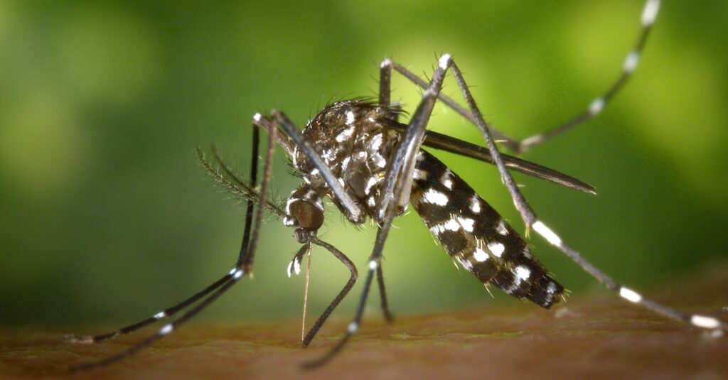 Illustration de Dengue : premier cas autochtone en métropole à Saint-Chamond aedes-albopictus-mosquito