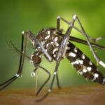 aedes-albopictus-mosquito