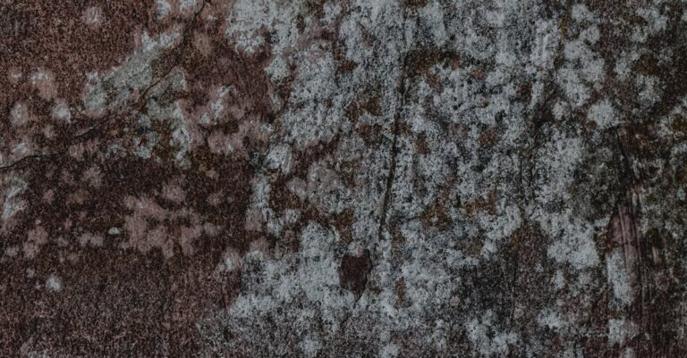 Illustration de Calculs rénaux : une bactérie modifiée, solution prometteuse bacteria-kidney-stone