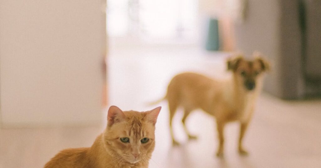 Illustration de Pet-sitting : Garde d'animaux gratuite contre un séjour avantageux dog-cat-house-sitting