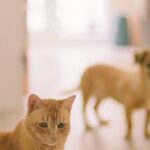 dog-cat-house-sitting