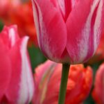 fleur-breteau-cancer