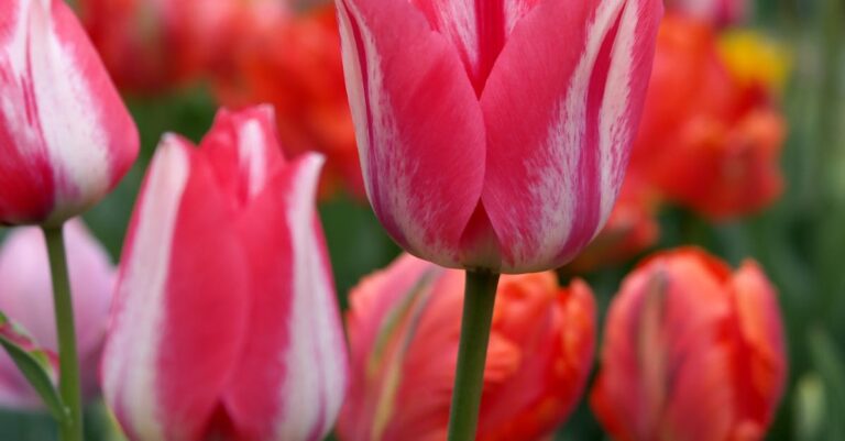 Illustration de Fleur Breteau et Cancer Colère : Fer de Lance Anti-Pesticides fleur-breteau-cancer