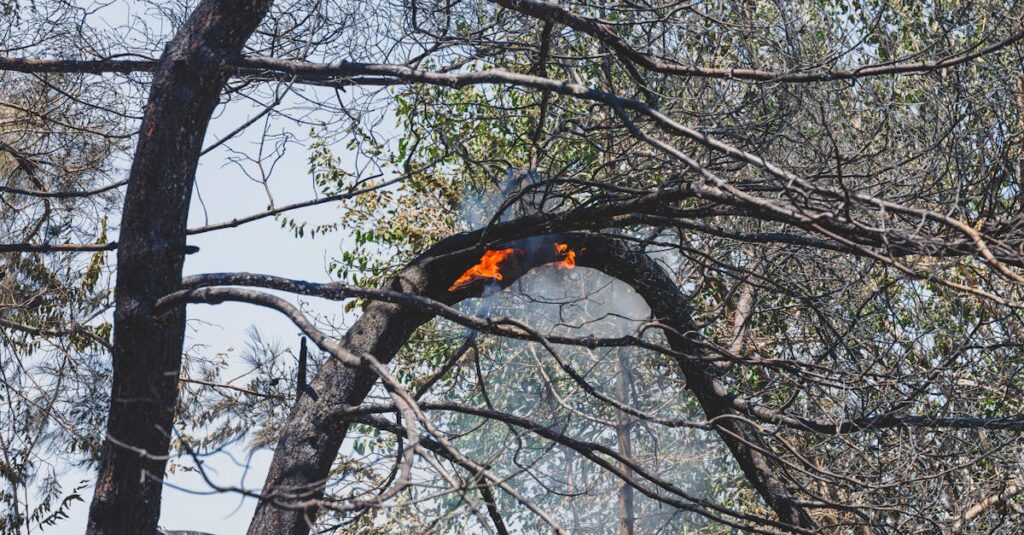 Illustration de Incendie à Marseille : les dangers de la fumée sur la santé forest-fire-smoke