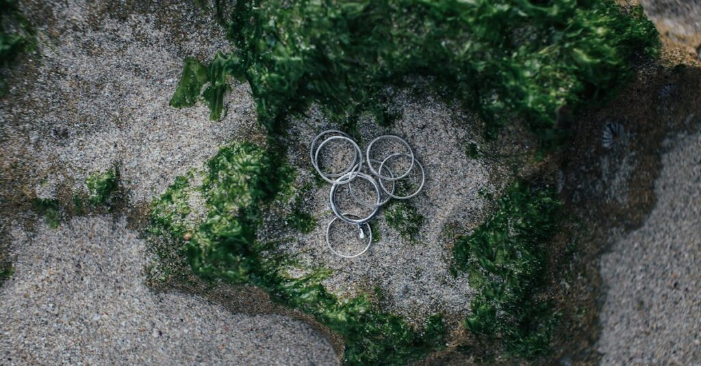 Illustration de Algues vertes à Douarnenez : une pollution alarmante green-algae-beach