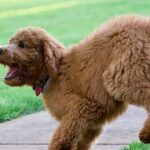 monroeville-alabama-courthouse