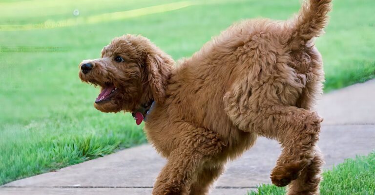 monroeville-alabama-courthouse