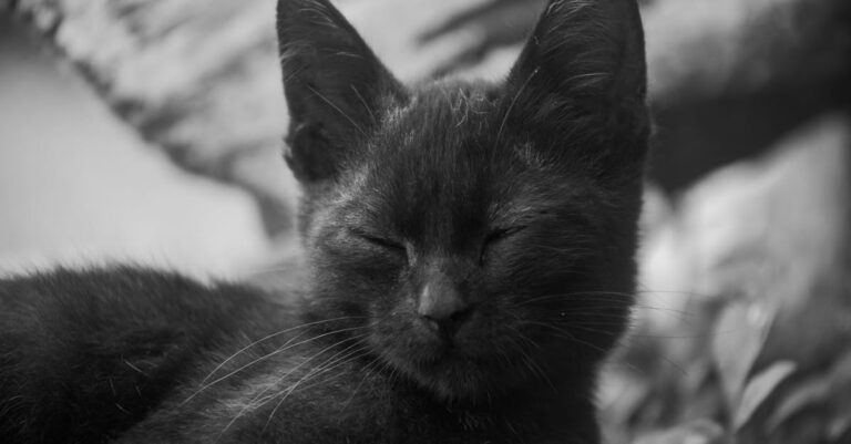 Illustration de Sepsis d'origine animale : une menace rare mais sérieuse pet-animal-sepsis