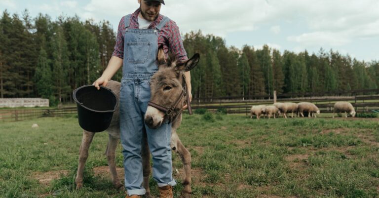 Illustration de Leroy Merlin lance Plan Bêêê : tondre votre pelouse avec des moutons sheep-grazing-lawn
