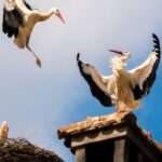 stork-nest-chimney