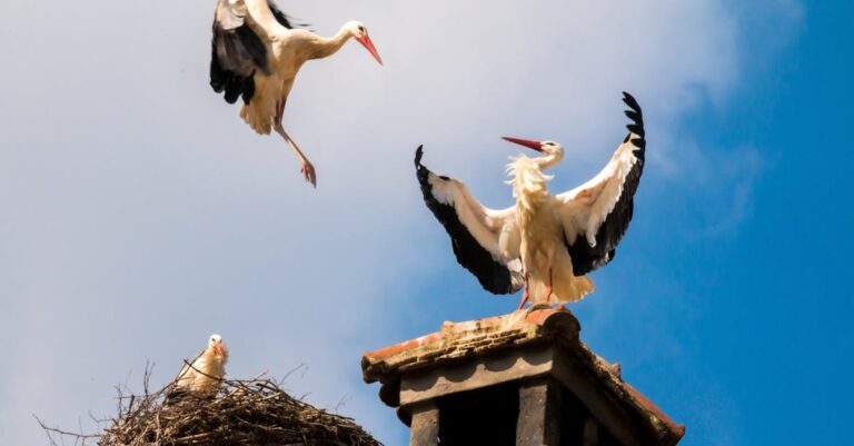 Illustration de Télé-Cigognes: La passion des internautes pour Maurice et Mélodie stork-nest-chimney