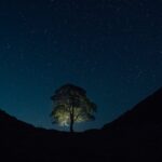 sycamore-gap-tree-1