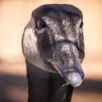 Bill-Clinton-Jeffrey-Epstein-1