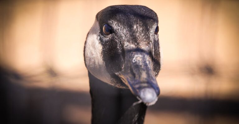 Illustration de Les Clinton face au Congrès sur leurs liens avec Epstein Bill-Clinton-Jeffrey-Epstein-1