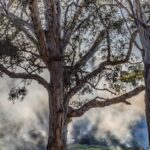 Ed-Craven-Melbourne-Kick