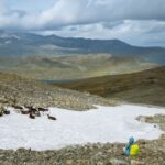 Europe-heatwave-reindeer