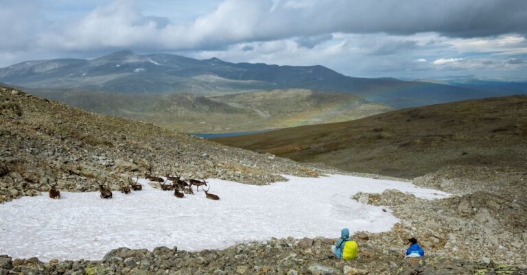 Illustration de Vague de chaleur nordique : impact du changement climatique Europe-heatwave-reindeer