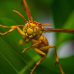 Hornet-Hollow-Knight-Silksong