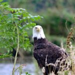 Sydney-Sweeney-American-Eagle-1
