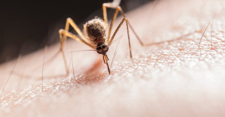 Illustration de Virus du Nil occidental : une menace estivale sous surveillance West-Nile-virus-mosquito