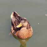 bill-clinton-jeffrey-epstein