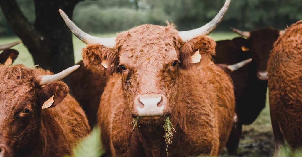 Illustration de Dermatose Nodulaire Contagieuse : Un Défi pour l'Élevage Français bovine-dermatosis-France