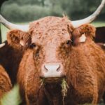 bovine-dermatosis-France