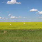 canola-field-saskatchewan