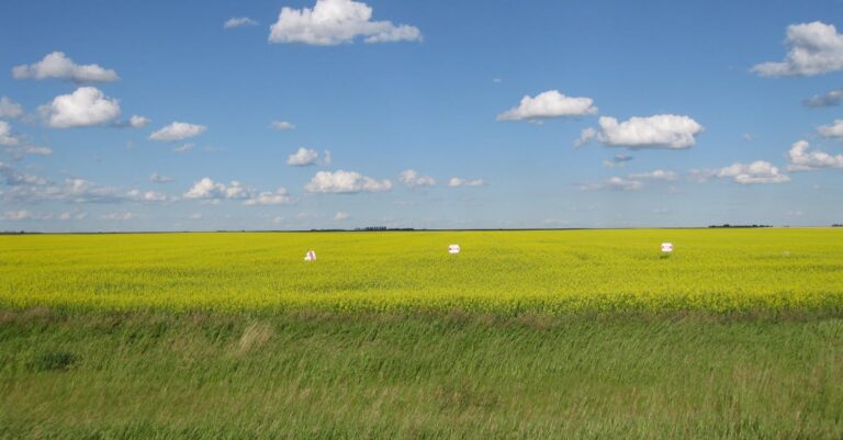 Illustration de Guerre commerciale: impact sur les céréales canadiennes canola-field-saskatchewan