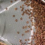 coffee-beans-production