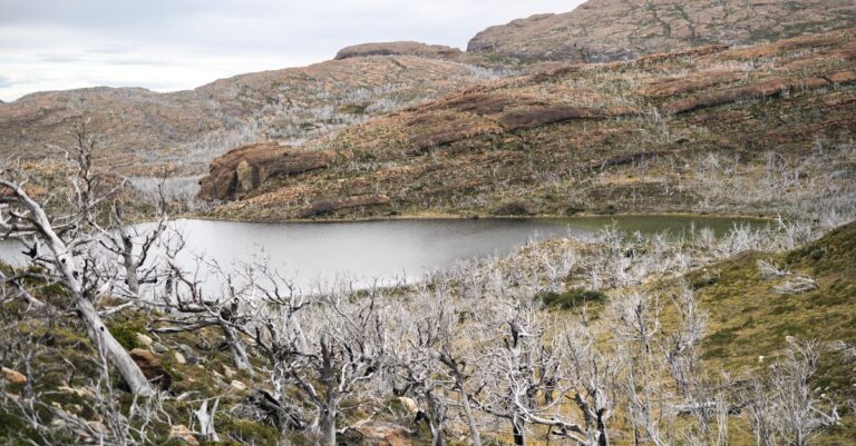 forest-fire-insurance