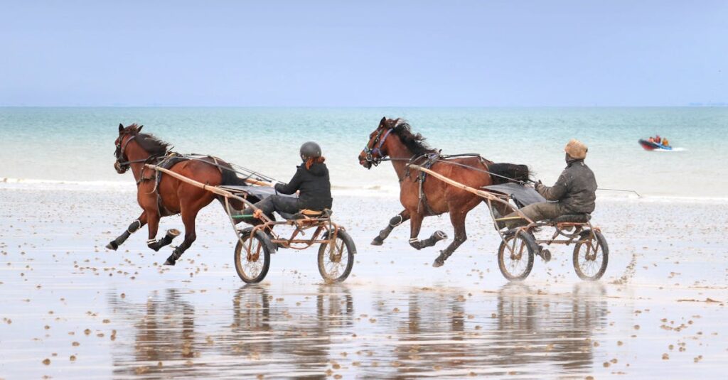 Illustration de Un cheval éventré en Normandie, vague d'agressions d'équidés horse-aggression-normandy