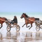 horse-aggression-normandy