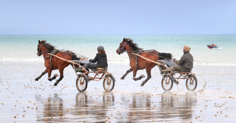 horse-aggression-normandy