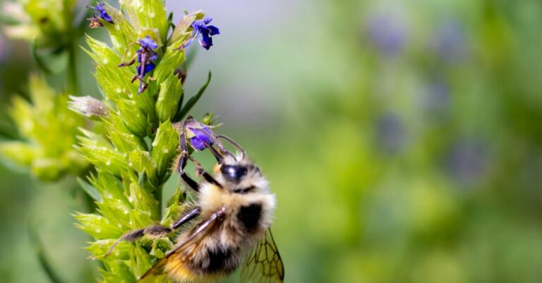 Illustration de Loi Duplomb : l'acétamipride censuré par le Conseil constitutionnel pesticide-acetamipride-abeille