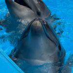 swimming-pool-closure