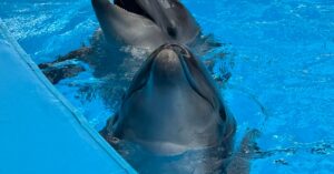 Illustration de Fermeture d'urgence d'un camping à La Tranche-sur-Mer swimming-pool-closure