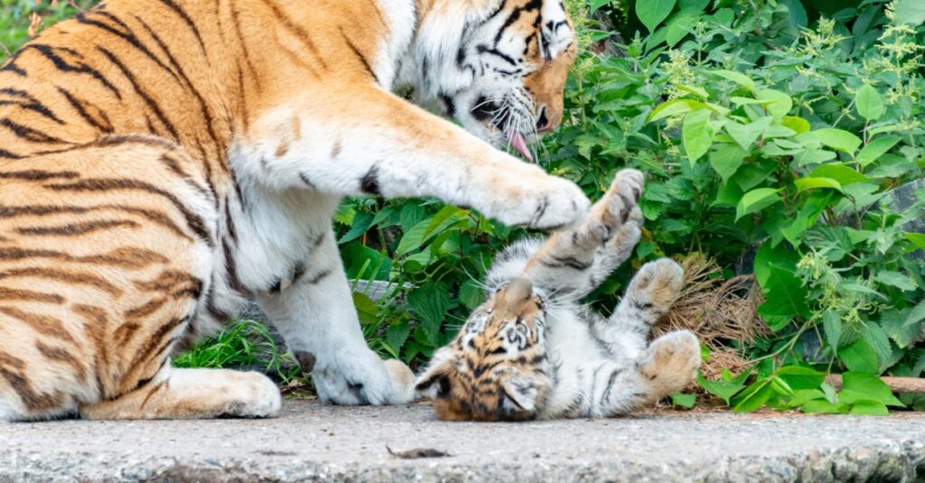 Illustration de Leipzig: trois bébés tigres euthanasiés, délaissés par leur mère tiger-cubs-euthanasia-zoo