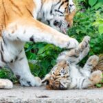 tiger-cubs-euthanasia-zoo