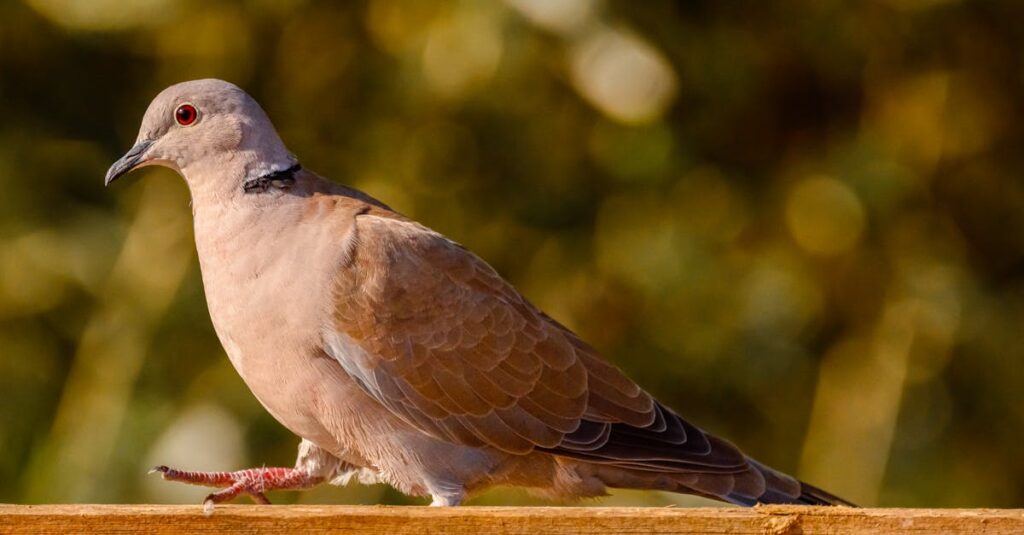 Illustration de Tourterelle des bois : la chasse de nouveau autorisée en France turtle-dove-Italy