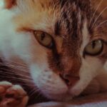 Carlo-Acutis-portrait