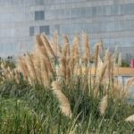 Microsoft-office-building