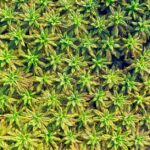 deforestation-palm-oil